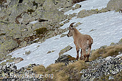 C126018: Junger Steinbock (Capra ibex)