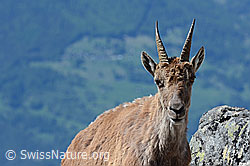 C126051: Begegnung mit einer Steingeiss (Capra ibex)
