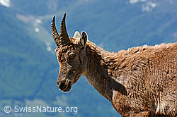 C126059: Steingeiss  (Capra ibex, Portrait)