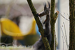 Foto: Eichhörnchen (Sciurus vulgaris)