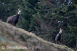 C133028: Junge Gämse (Rupicapra rupicapra) mit Mutter