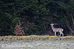 Photo: Rehbock beim Schrecken (Bellen)
