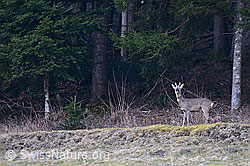 Photo: Rehbock am Waldrand