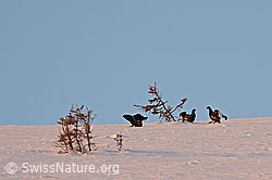 Photo: Birkhähne während der Balz
