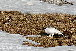 C133379: Schneehuhn (Lagopus mutus) auf Nahrungssuche