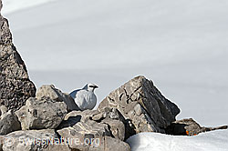 C133406: Schneehuhn (Lagopus mutus) gut getarnt zwischen Felsblöcken