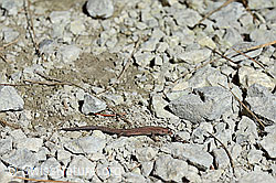 C133582: Mauereidechse