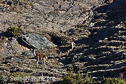 C133892: Zwei Hirsche in steilem Gelände