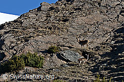 C133896: Zwei Hirsche am Fuss einer Felswand