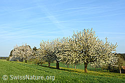 C134073: Blühende Kirschbäume