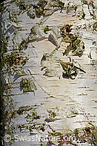 C134164: Baumstamm und Rinde der Birke