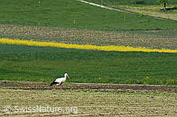 Foto: Weissstorch (Ciconia ciconia) auf Wiese