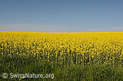 Photo: Blühendes Rapsfeld vor blauem Himmel