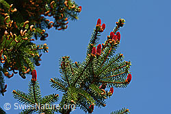 C134649: Weibliche Blütenzapfen der serbischen Fichte