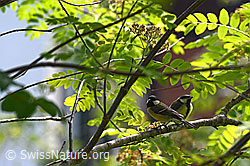 Zwei junge Kohlmeisen (Parus major) sitzen auf Ast (C134912) Zwei junge Kohlmeisen (Parus major) sitzen auf Ast (C134912)