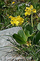 C135030: Blühende Flühblümchen