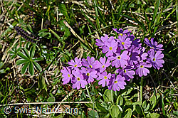 Photo: Blüten der Mehlprimel