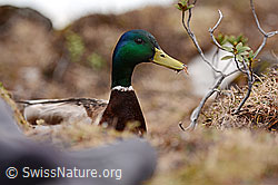 Photo: Stockente (Anas platyrhynchos)