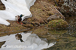 Photo: Spiegelung einer Stockente (Anas platyrhynchos)