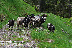 Photo: Schafherde auf Naturstrasse