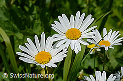 Photo: Blüten der gemeine Margerite