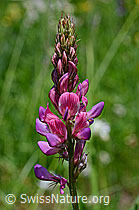 C135756: Saat-Esparsette, Blütenstand