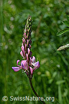 C135762: Saat-Esparsette (Onobrychis viciifolia)