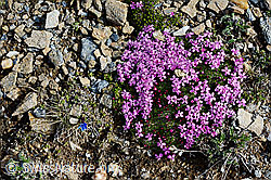 Photo: Kalk-Polsternelke