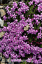 Photo: Kalk-Polsternelke