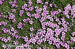 Photo: Kalk-Polsternelke