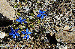 Photo: Schleichers Enzian