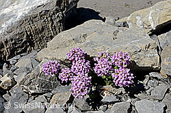 Foto: Kriechendes Täschelkraut (Thlaspi rotundifolium)