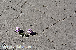 Foto: Kriechendes Täschelkraut (Thlaspi rotundifolium)