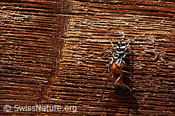 Photo: Zerbraspringspinne (Salticus scenicus) mit Beute
