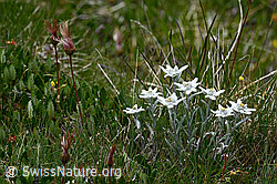 C137121: Edelweiss