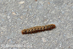 Eichenspinner (Lasiocampa quercus), Raupe (22.07.2018, C137536)