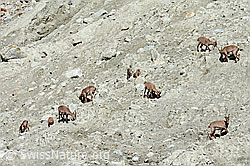 Foto: Alpensteinböcke (Capra ibex) im Rudel