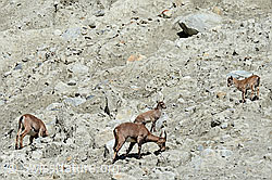 Foto: Alpensteinböcke (Capra ibex) im Rudel