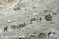 Foto: Alpensteinböcke (Capra ibex) im Rudel