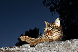 Photo: Domestic cat (Felis catus)