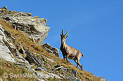C137884: Alpensteinbock (Capra ibex)