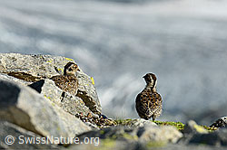 C137918: Zwei Schneehuhn (Lagopus mutus) Küken