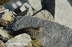 C137920: Schneehuhn (Lagopus mutus) im Sommerkleid