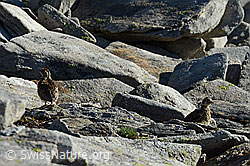 C137925: Schneehuhn (Lagopus mutus) Küken