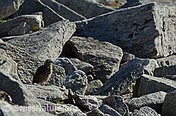 C137929: Schneehuhn (Lagopus mutus) Küken