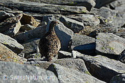 C137934: Gut getarntes Schneehuhn (Lagopus mutus)