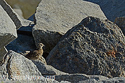 C137939: Schneehuhn (Lagopus mutus) Küken