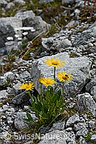 Foto: Clusius Gemswurz