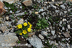 Foto: Kriechende Berg-Nelkenwurz