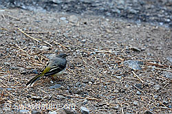 Gebirgsstelze (Motacilla cinerea) (C138645) Gebirgsstelze (Motacilla cinerea) (C138645)